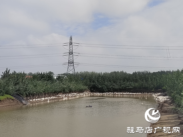 新蔡縣余店鎮(zhèn)：特色種養(yǎng)“結(jié)碩果” 鄉(xiāng)村振興“加速跑”