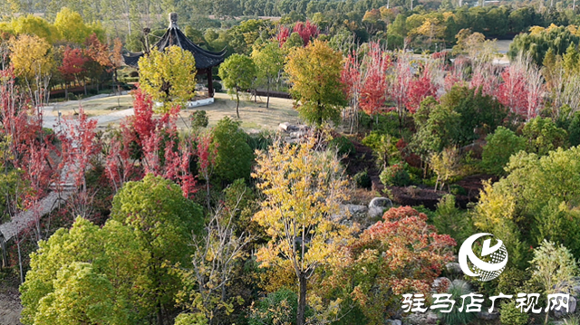 遂平玉湖公園芙蓉花競相綻放