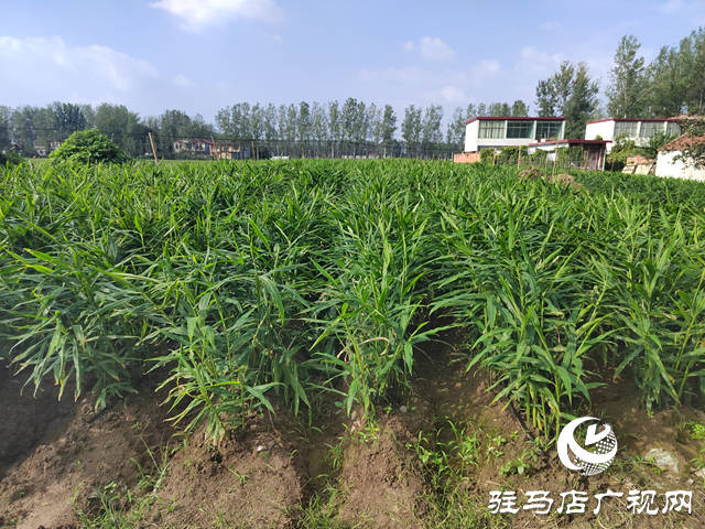 新蔡縣余店鎮(zhèn)：特色種養(yǎng)&ldquo;結(jié)碩果&rdquo; 鄉(xiāng)村振興&ldquo;加速跑&rdquo;