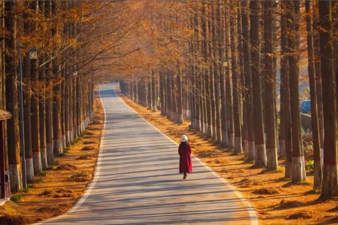 駐馬店秋日漫步指南：抓住秋天的尾巴，在這幾個地方邂逅最美時光