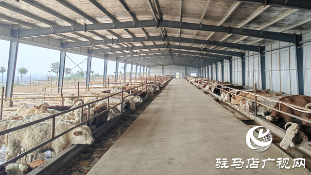 “牛”產(chǎn)業(yè)蹚出富民路