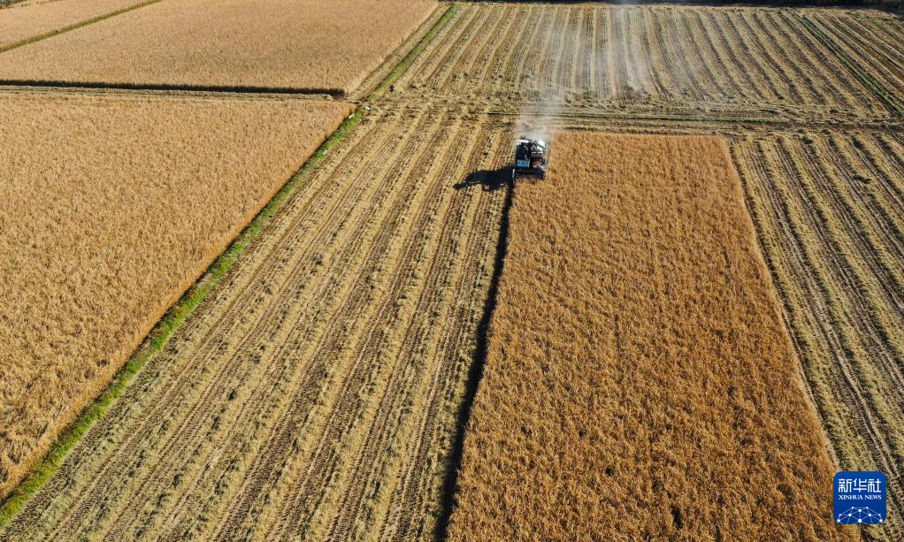 秋日“豐”景好