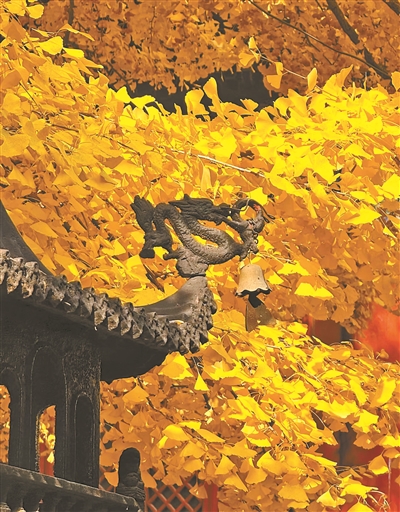 這道金黃的絕美秋景里藏著古韻京華