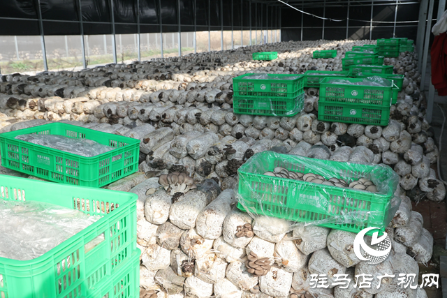 正陽縣熊寨鎮(zhèn)???????:小蘑菇撐起鄉(xiāng)村振興大產(chǎn)業(yè)