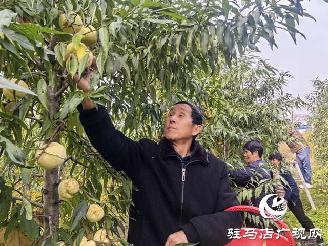 驛城區(qū)橡林村：萬斤冬桃滯銷 果農(nóng)急尋銷路盼援手