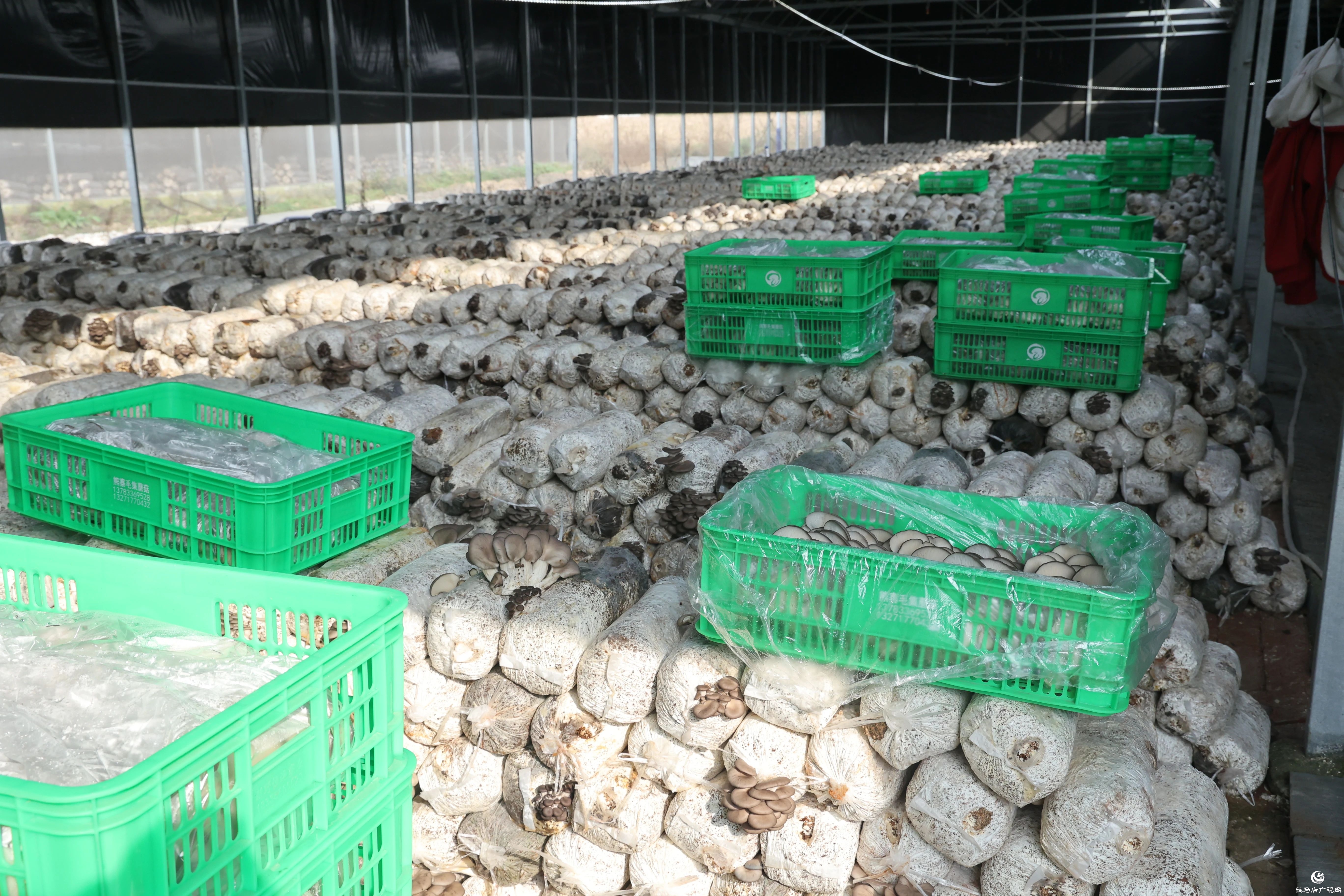 正陽縣熊寨鎮(zhèn)：小蘑菇撐起鄉(xiāng)村振興“致富傘”