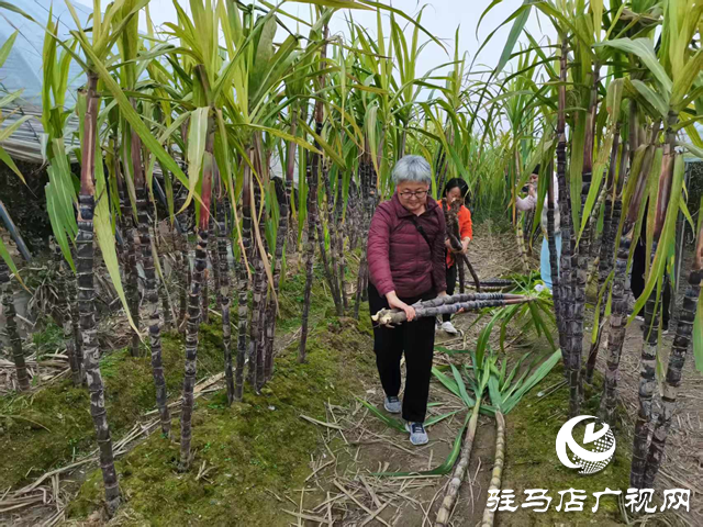 驛城區(qū)天中生態(tài)園甘蔗迎來豐收