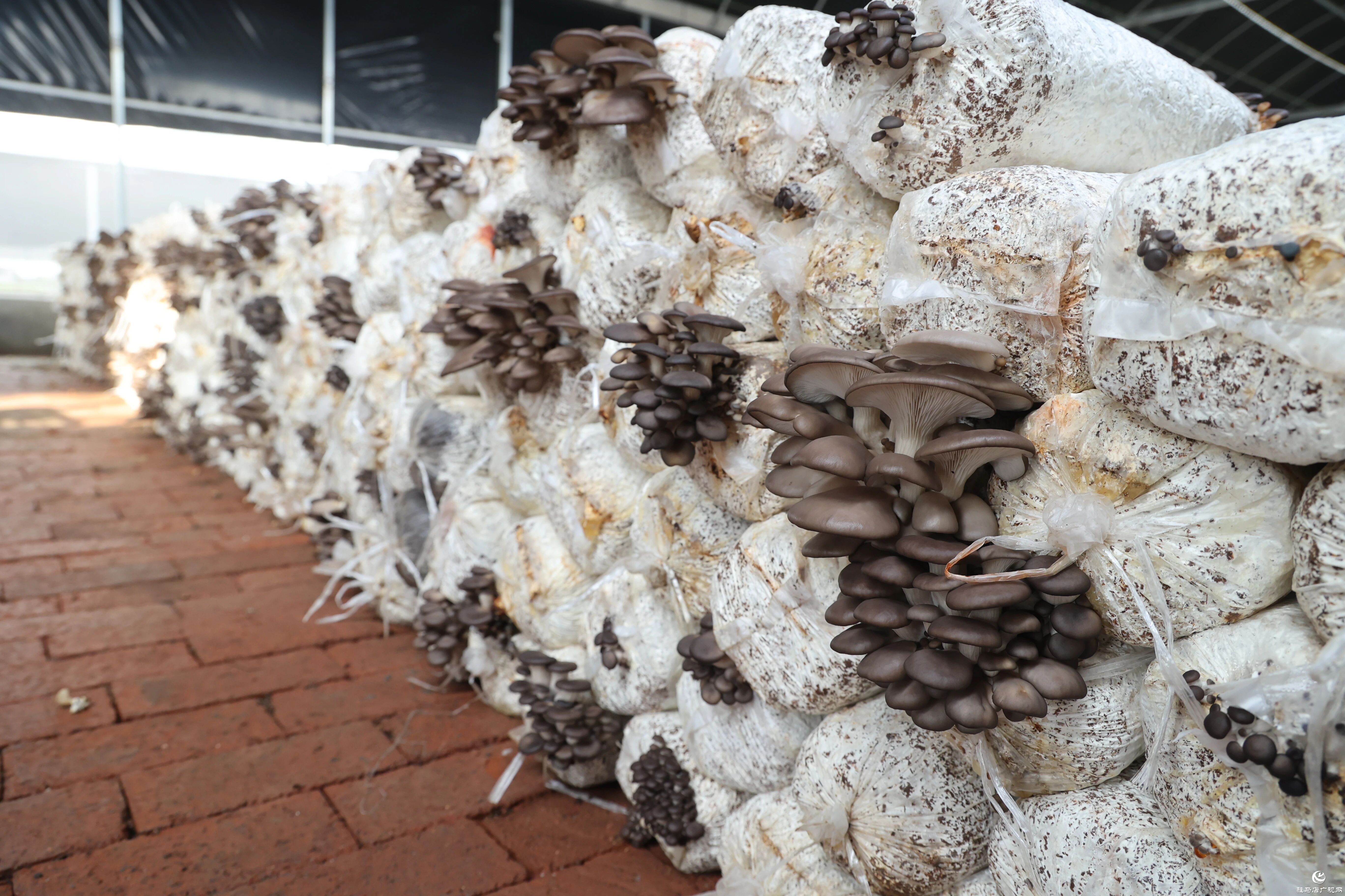 正陽縣熊寨鎮(zhèn)：小蘑菇撐起鄉(xiāng)村振興“致富傘”