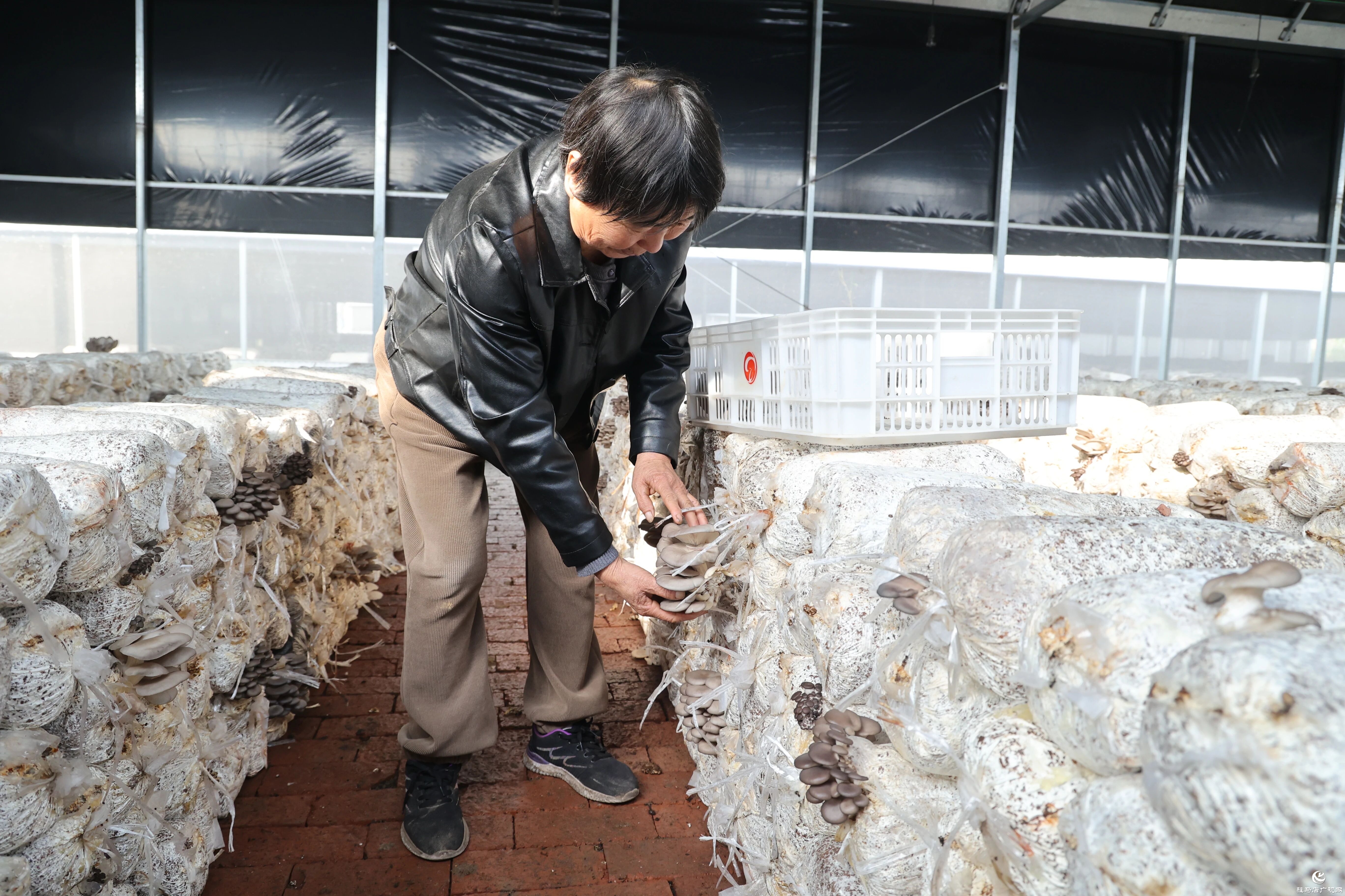 正陽縣熊寨鎮(zhèn)：小蘑菇撐起鄉(xiāng)村振興“致富傘”