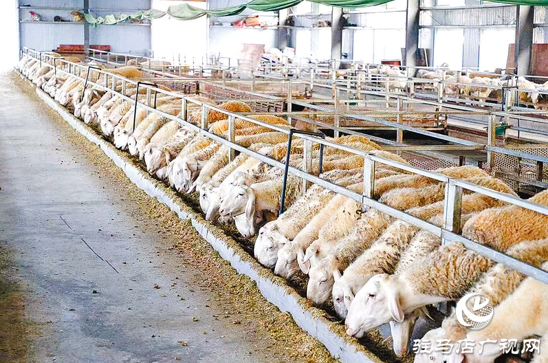 正陽(yáng)縣寒凍鎮(zhèn):串起綠色“生態(tài)鏈”繪出多元“共富圖”