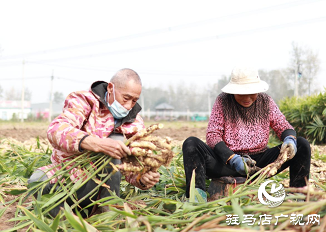 驛城區(qū)水屯鎮(zhèn)：小生姜“撬動(dòng)”大產(chǎn)業(yè)