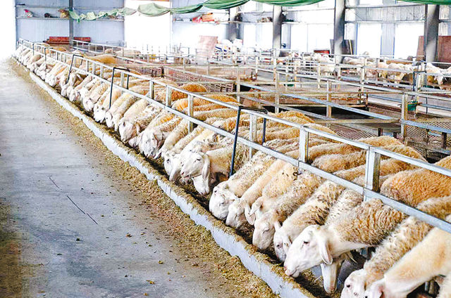 正陽(yáng)縣寒凍鎮(zhèn)：串起綠色“生態(tài)鏈” 繪出多元“共富圖”