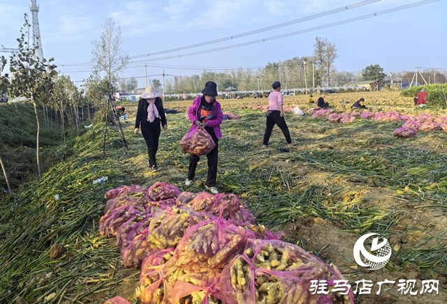 驛城區(qū)水屯鎮(zhèn):“姜”香滿田助振興 農(nóng)戶增收笑開顏