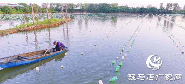 正陽縣寒凍鎮(zhèn):串起綠色“生態(tài)鏈” 繪出多元“共富圖”