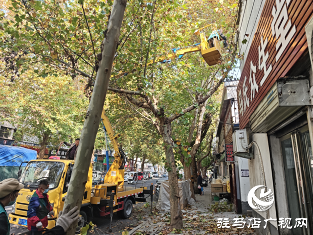 駐馬店經(jīng)濟(jì)開發(fā)區(qū)：高效處置行道樹安全隱患 精準(zhǔn)修剪守護(hù)市民安全