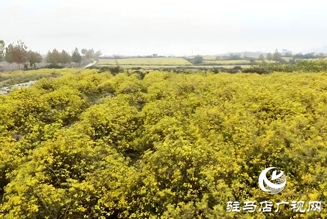 確山縣瓦崗鎮(zhèn)葉老莊村:野菊綻放“致富花” 繪就鄉(xiāng)村振興新畫卷