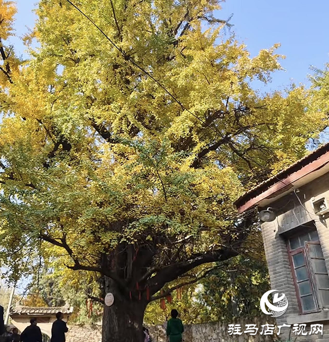 確山北泉寺千年銀杏披“金甲”滿樹詩意醉游人