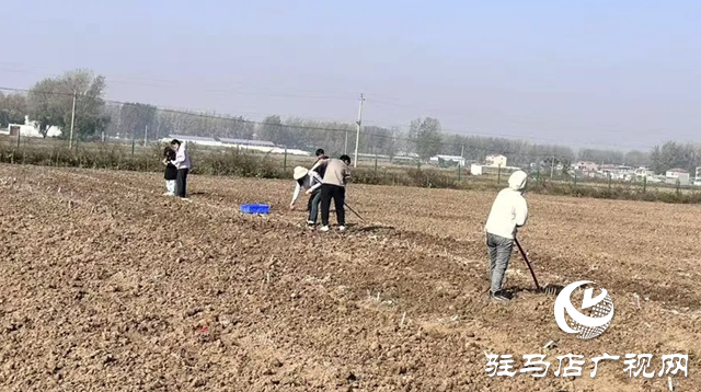 晚播小麥如何保豐收？平輿縣農(nóng)技專家開出四劑“良方”