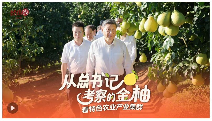 經(jīng)緯線·從總書記考察的金柚，看特色農(nóng)業(yè)產(chǎn)業(yè)集群