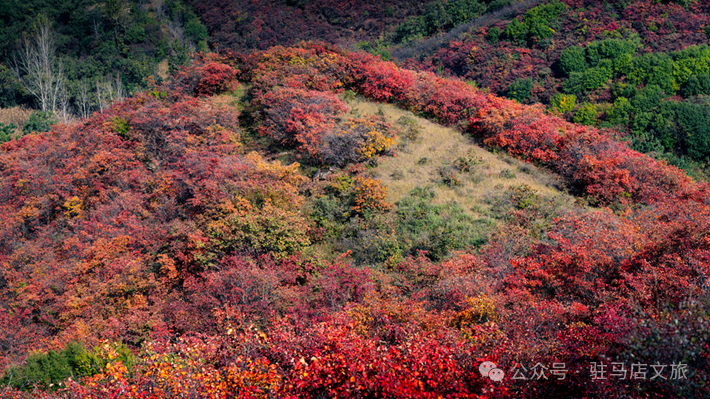 重磅！駐馬店秋日美景強(qiáng)勢上榜微博旅游推薦，這份賞秋指南請收好！