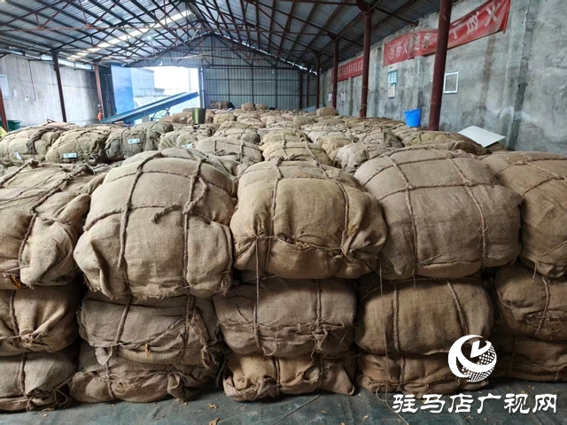 泌陽縣郭集鎮(zhèn)：圓滿完成2025年煙葉收購工作