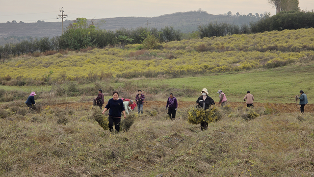 菊香溢鄉(xiāng)野！確山縣瓦崗鎮(zhèn)葉老莊野菊迎來(lái)采收旺季