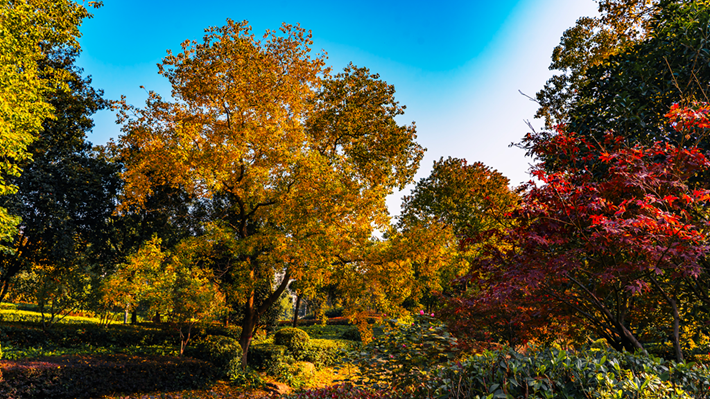錦繡斑斕醉秋光
