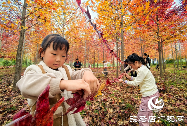 楓林深處歌聲揚 駐馬店“文藝輕騎兵”走進(jìn)板橋千畝楓香林