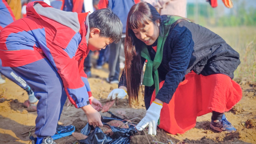 駐馬店實(shí)驗(yàn)小學(xué):田間挖薯趣無(wú)窮 勞動(dòng)實(shí)踐樂(lè)融融