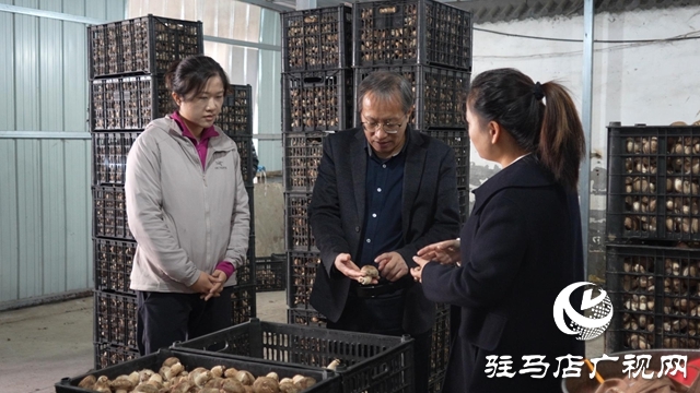 新華社河南分社到泌陽縣調(diào)研采訪夏南牛、食用菌和電子信息三大重點(diǎn)產(chǎn)業(yè)