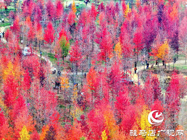 楓林深處歌聲揚 駐馬店“文藝輕騎兵”走進(jìn)板橋千畝楓香林