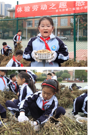 駐馬店第二實(shí)驗(yàn)小學(xué)開展“落花生?悟成長(zhǎng)”秋日豐收實(shí)踐活動(dòng)