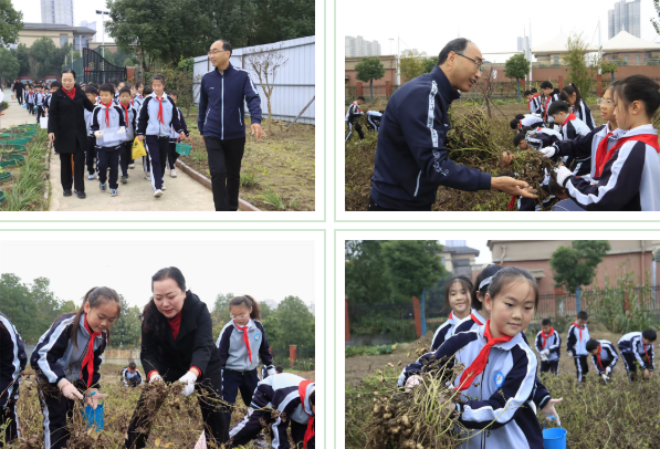 駐馬店第二實(shí)驗(yàn)小學(xué)開展“落花生?悟成長(zhǎng)”秋日豐收實(shí)踐活動(dòng)