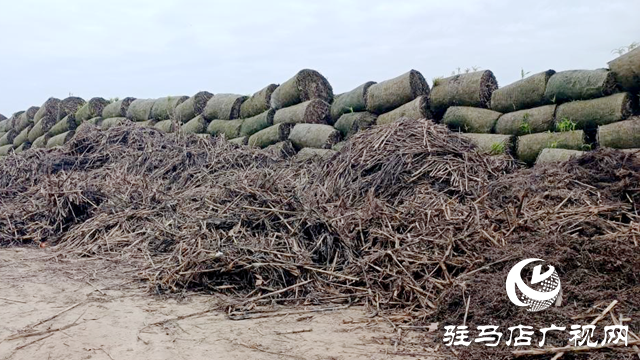 確山縣留莊鎮(zhèn):秸稈“廢”變“寶” 走出生態(tài)增收雙贏路