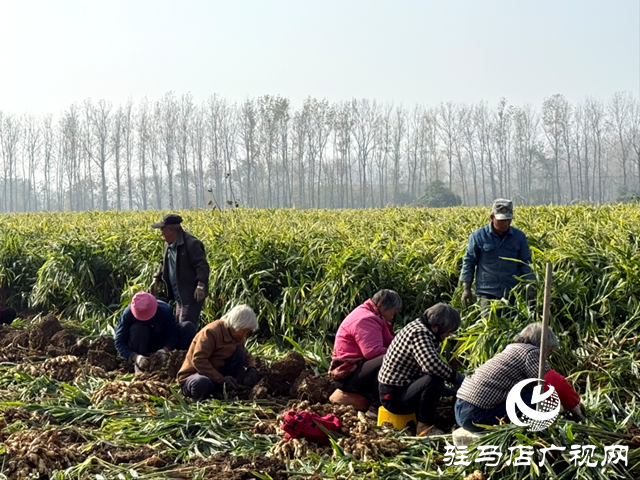 確山朱李莊：生姜豐收采收忙 金黃碩果富農(nóng)家