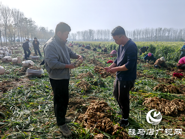 確山朱李莊：生姜豐收采收忙 金黃碩果富農(nóng)家