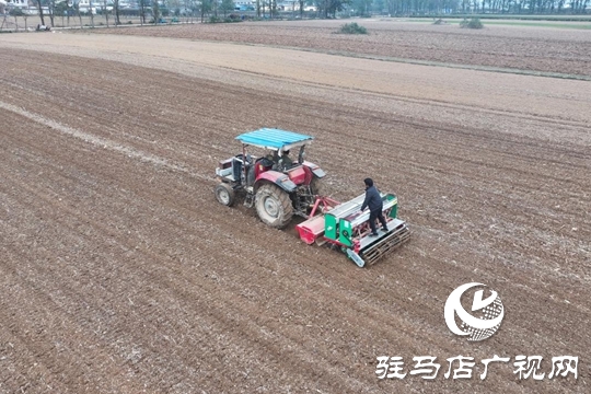 驛城區(qū)：精準(zhǔn)施策 力保晚播小麥不減產(chǎn)