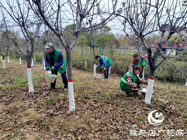 確山：冬日樹(shù)木“穿白甲” 防寒護(hù)綠保安全