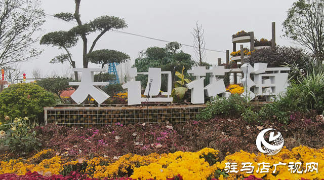 【大美天中】駐馬店天邊花海逆勢綻放 寒冬里藏著“春日盛景”