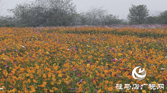 【大美天中】駐馬店天邊花海逆勢綻放 寒冬里藏著“春日盛景”