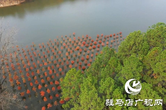 【大美天中】湖畔添新景！泌陽銅山湖30畝池杉林成生態(tài)打卡地