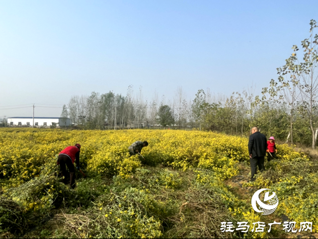 石滾河鎮(zhèn):山野藏金英 一朵野菊富一方