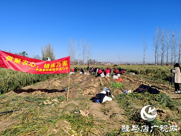 供聚農(nóng)心 銷連萬家 駐馬店新時尚火龍果超市聯(lián)合平輿新時尚超市愛心助農(nóng)解滯銷難題