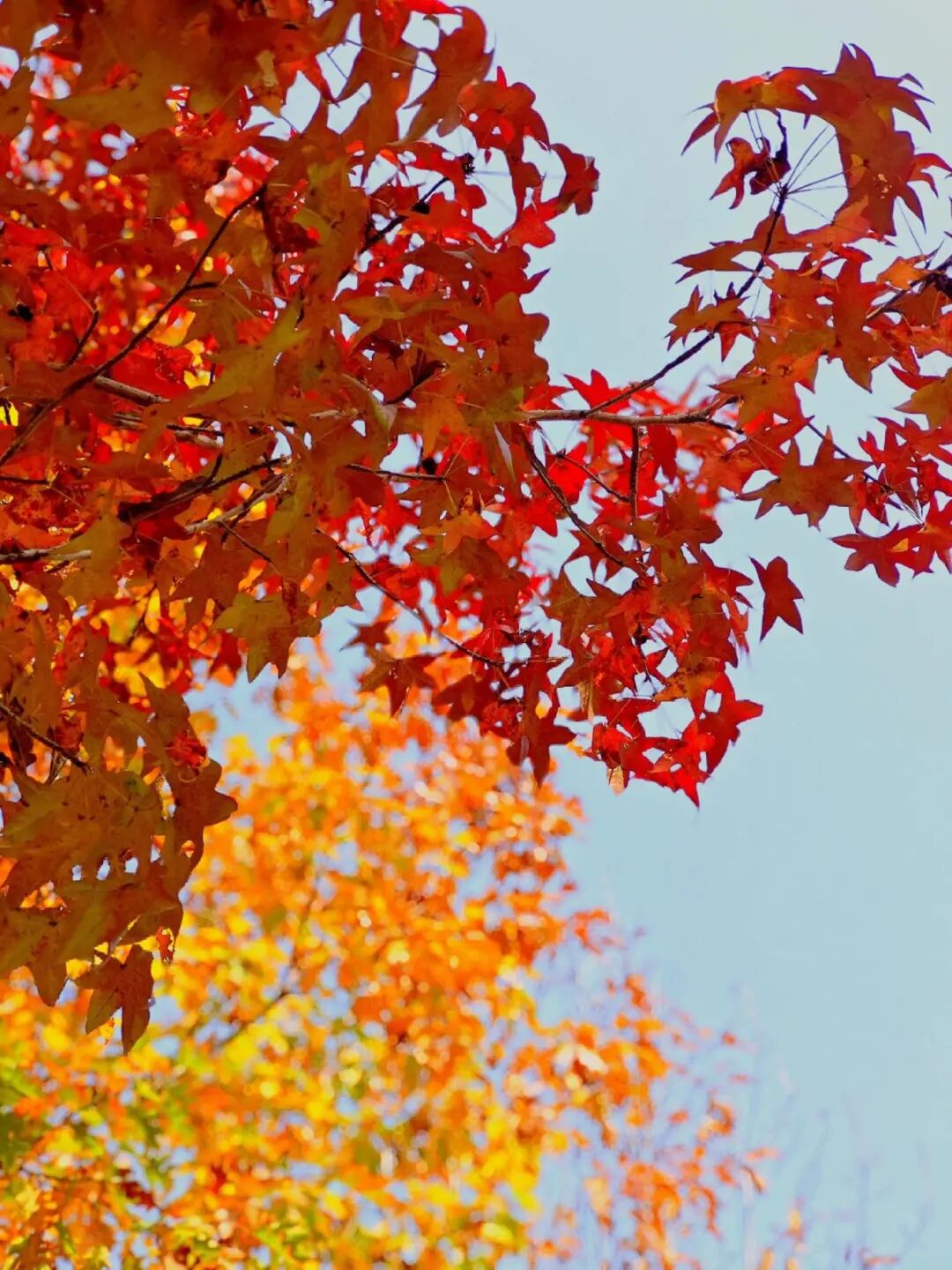 逃離城市計劃啟動→板橋響沖！