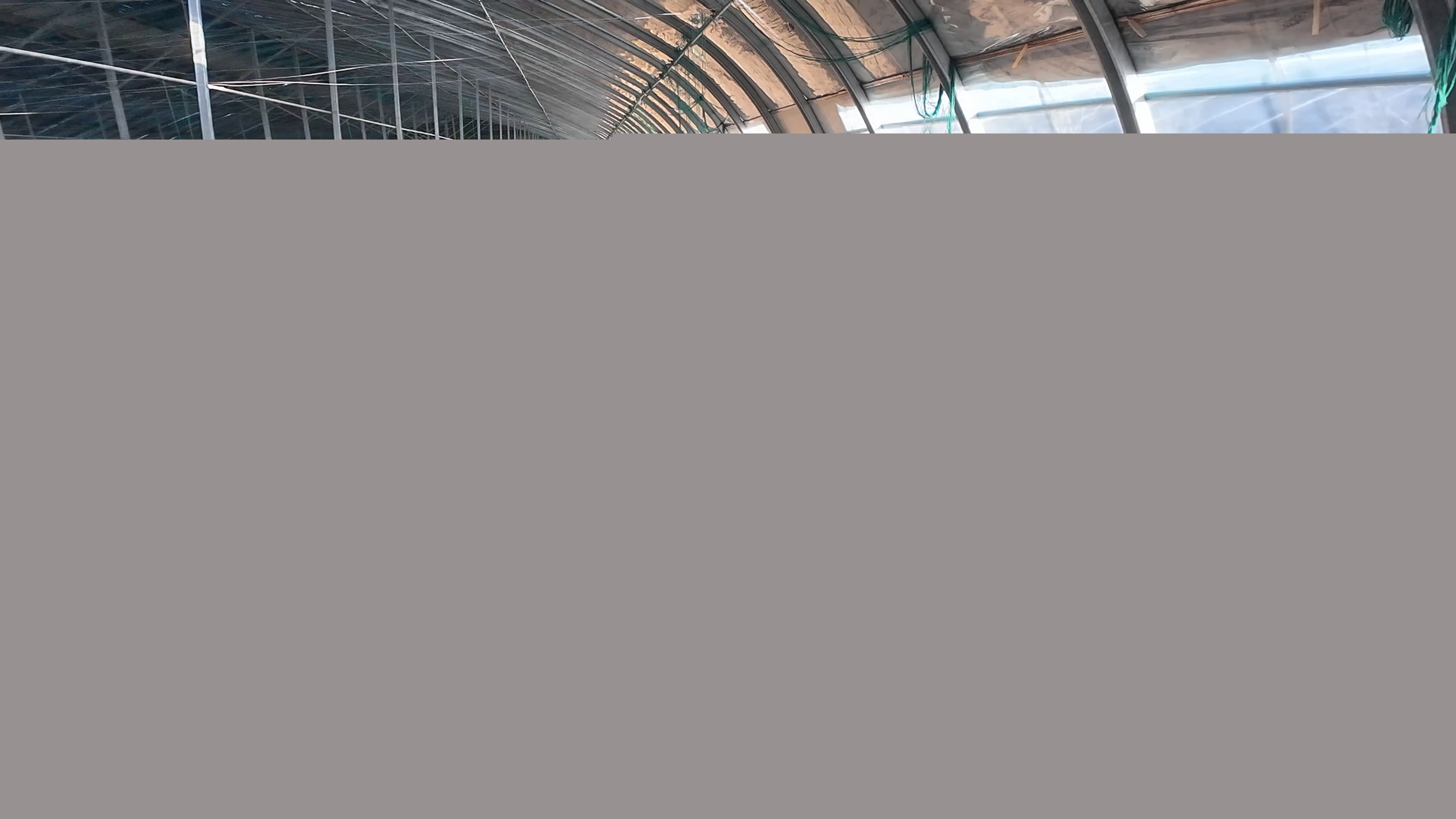 正陽縣熊寨鎮(zhèn)王樓村：訂單農(nóng)業(yè)穩(wěn)產(chǎn)保供?賦能鄉(xiāng)村振興