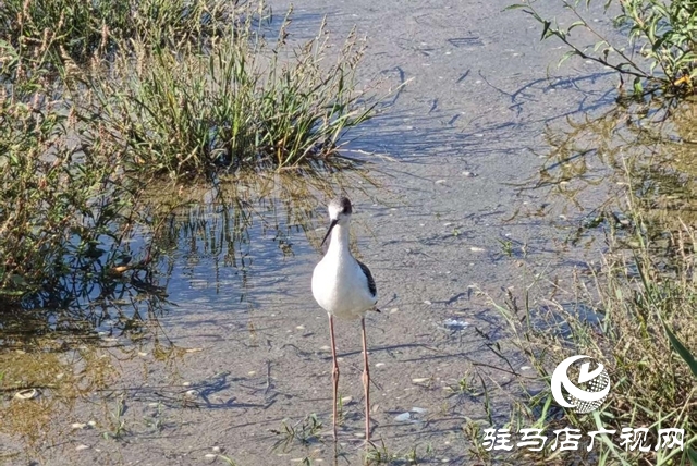駐馬店人民公園：生態(tài)與文化雙提升 煥新城市“會客廳”