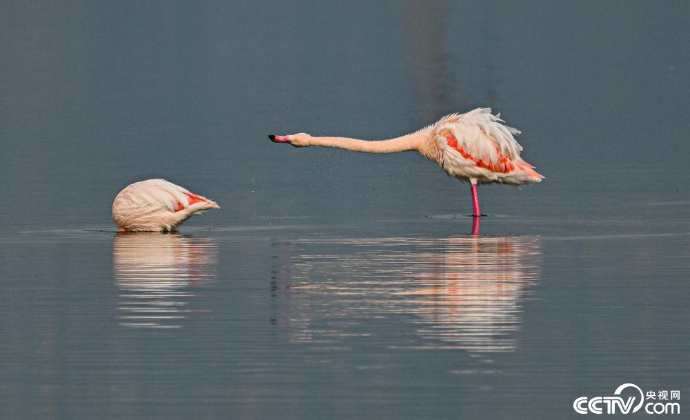 山西運城：火烈鳥在鹽湖濕地棲息
