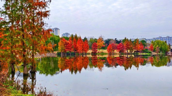 縣區(qū)動(dòng)態(tài)｜水杉披“紅裝” 晴光暖玉湖