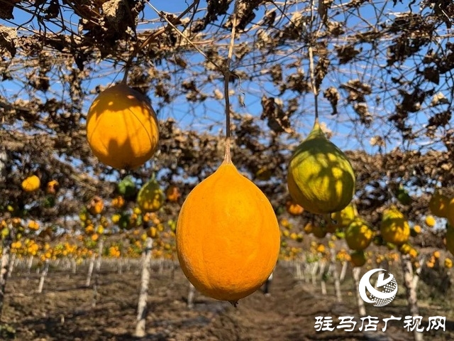 新蔡縣陳店鎮(zhèn)：瓜蔞喜獲豐收 “金疙瘩”助農(nóng)增收