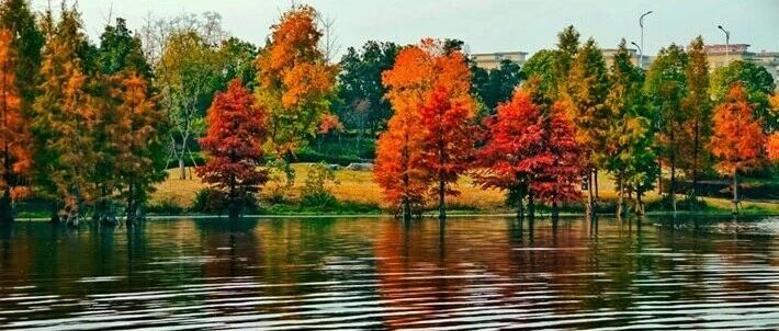 縣區(qū)動(dòng)態(tài)｜水杉披“紅裝” 晴光暖玉湖